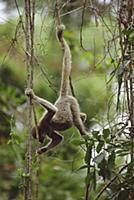 Muriqui or Woolly Spider Monkey (Brachyteles arach
