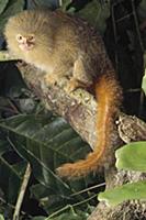 Pygmy Marmoset (Callithrix pygmaea), Amazon, Brazi