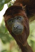 Red Howler Monkey (Alouatta seniculus) portrait, P