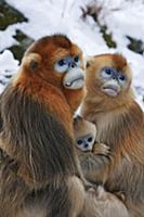 Golden Snub-nosed Monkey (Rhinopithecus roxellana)