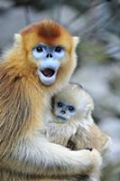 Golden Snub-nosed Monkey (Rhinopithecus roxellana)