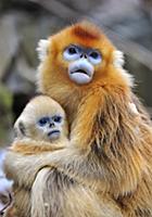 Golden Snub-nosed Monkey (Rhinopithecus roxellana)