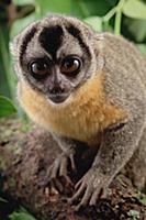 Northern Night Monkey (Aotus trivirgatus) portrait