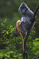 Silvered Leaf Monkey (Trachypithecus cristatus) mo