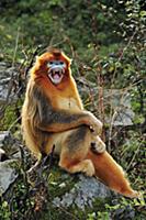 Golden Snub-nosed Monkey (Rhinopithecus roxellana)