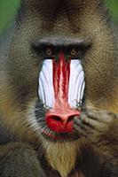 Mandrill (Mandrillus sphinx) close-up portrait of 