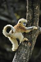 Golden Snub-nosed Monkey (Rhinopithecus roxellana)