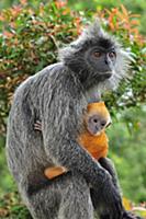 Silvered Leaf Monkey (Trachypithecus cristatus) mo