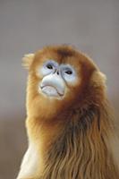 Golden Snub-nosed Monkey (Rhinopithecus roxellana)
