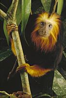 Golden-headed Lion Tamarin (Leontopithecus chrysom