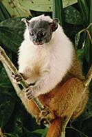 Bare Faced Tamarin (Saguinus bicolor) portrait, Am