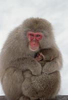 Japanese Macaque (Macaca fuscata) mother holding b