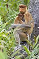Proboscis Monkey (Nasalis larvatus) female with on