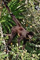 Black-handed Spider Monkey (Ateles geoffroyi) Beli