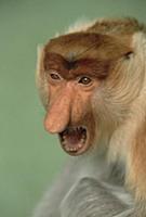 Proboscis Monkey (Nasalis larvatus) calling, Indon