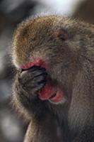 Japanese Macaque (Macaca fuscata) covering its eye