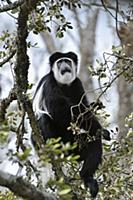 Mantled Colobus (Colobus guereza), Nanyuki, Kenya