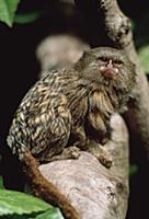 Pygmy Marmoset (Callithrix pygmaea) portrait of wo