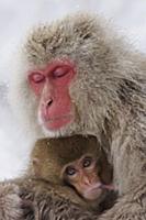 Japanese Macaque (Macaca fuscata) mother and baby,