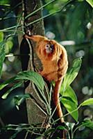 Golden Lion Tamarin (Leontopithecus rosalia) portr