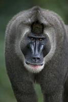 Drill (Mandrillus leucophaeus) adult male, Pandril