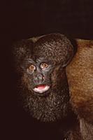 Red-backed Saki (Chiropotes satanas satanas) calli