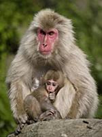 Japanese Macaque (Macaca fuscata) mother and young