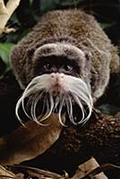 Emperor Tamarin (Saguinus imperator) portrait, Ama