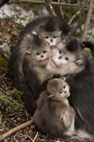 Yunnan Snub-nosed Monkey (Rhinopithecus bieti) fam