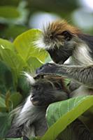 Zanzibar Red Colobus (Piliocolobus kirkii) pair gr