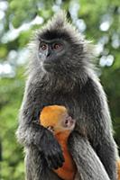 Silvered Leaf Monkey (Trachypithecus cristatus) mo