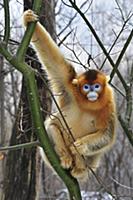 Golden Snub-nosed Monkey (Rhinopithecus roxellana)