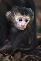 Lion-tailed Macaque (Macaca silenus) newborn, Indi