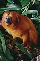 Golden Lion Tamarin (Leontopithecus rosalia) portr