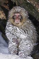 Japanese Macaque (Macaca fuscata) baby in snow, Ji