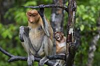Proboscis Monkey (Nasalis larvatus) mother and thr