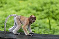 Proboscis Monkey (Nasalis larvatus) three month ol