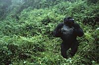Mountain Gorilla (Gorilla gorilla beringei) large 