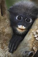 Dusky Leaf Monkey (Trachypithecus obscurus) juveni