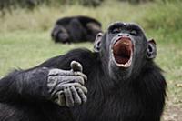 Chimpanzee (Pan troglodytes) showing fear, Ol Peje