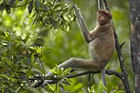 Proboscis Monkey (Nasalis larvatus) juvenile, Saba