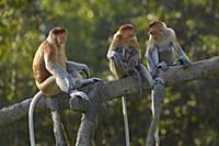 Proboscis Monkey (Nasalis larvatus) male and femal
