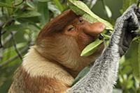 Proboscis Monkey (Nasalis larvatus) male eating le