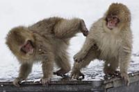 Japanese Macaque (Macaca fuscata) young playing, J