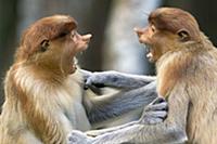 Proboscis Monkey (Nasalis larvatus) sub-adult male