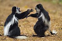 Mantled Colobus (Colobus guereza) pair play fighti
