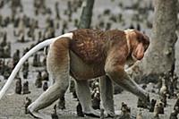 Proboscis Monkey (Nasalis larvatus) male walking a