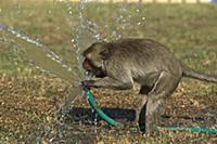 Long-tailed Macaque (Macaca fascicularis) drinking