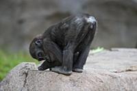 Western Lowland Gorilla (Gorilla gorilla gorilla) 