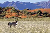 'Oryx (Oryx gazella) in grassland, Namibia'